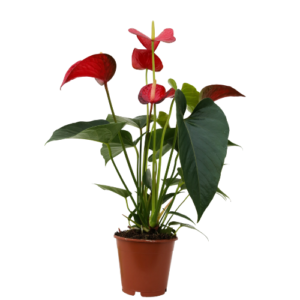 Anthurium