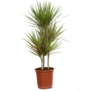 Dracaena