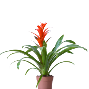 Guzmania