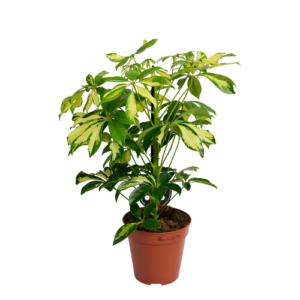 Schefflera