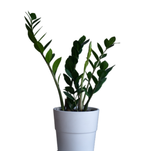 Zamioculcas